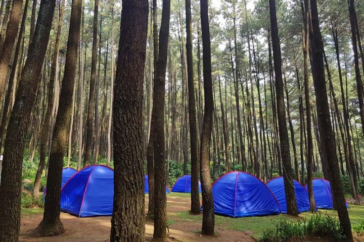 Tenda - tenda camping di hutan pinus