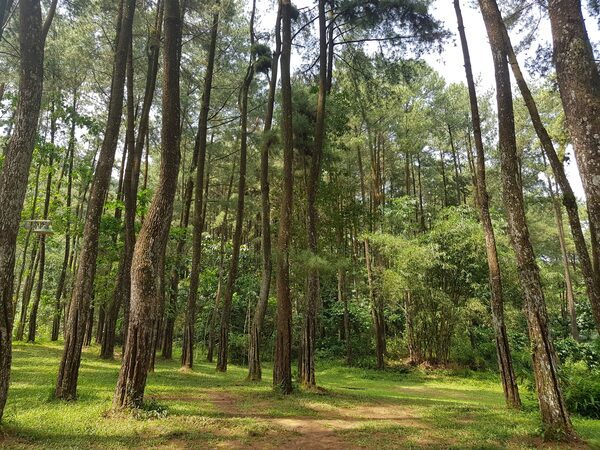 Hutan pinus dan lapangan Eco Edu Forest untuk kegiatan outbound perusahaan di Bogor