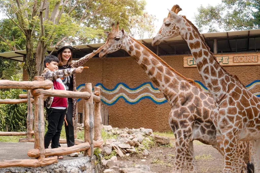Wahana edukasi jerapah di Royal Safari Garden Cisarua Puncak Bogor